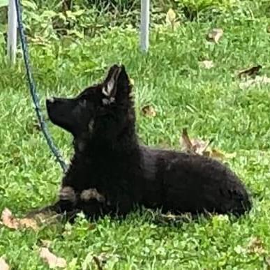 Cours collectifs chiots genève