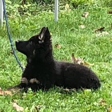 Cours collectifs chiots genève