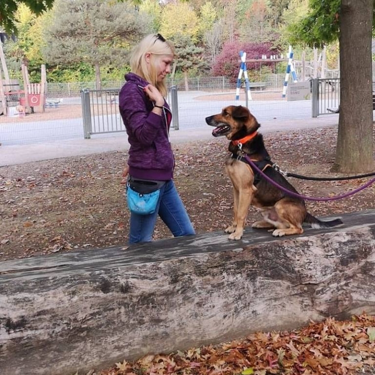 Rééducation chien de refuge spa gennevilliers . rex
